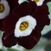 Auricula Alice Hayson - Abriachan Nurseries